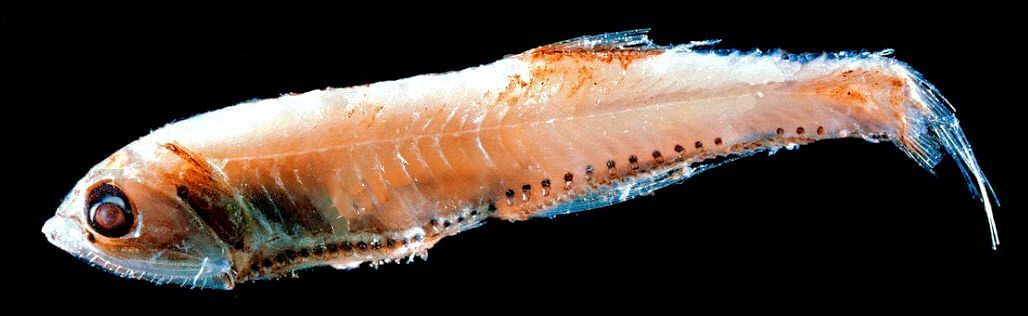 Bonapartia pedaliota_03.jpg